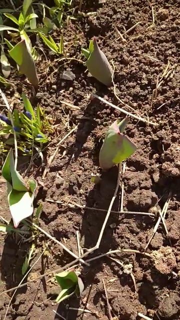 Обновила цветочные грядки смотреть онлайн