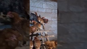 #курятник #сарай #хозпостройка из керамзитных блоков. ?