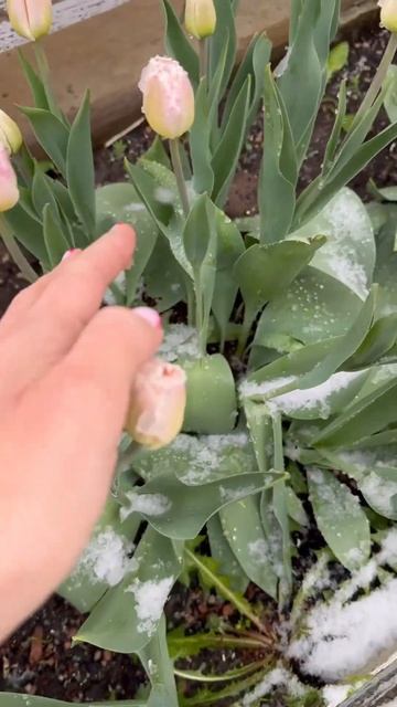 Я в весеннем лесу грыз березовый сок #дача #огород #дом смотреть онлайн