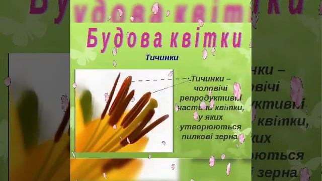 Будова квітки. На урок біології 1-6 клас.Підходи для пре