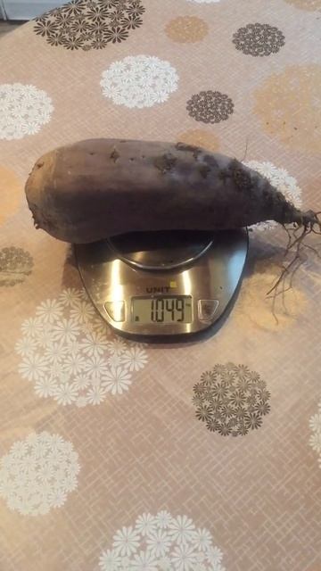 Невероятных размеров свёкла выросла на нашем участке!