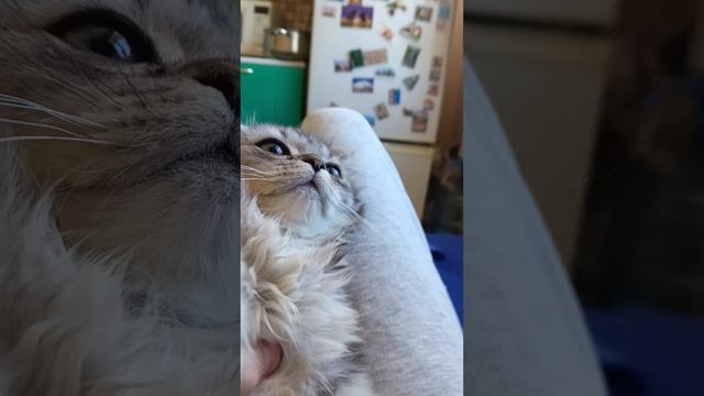 не знал что мой котик умеет разговаривать