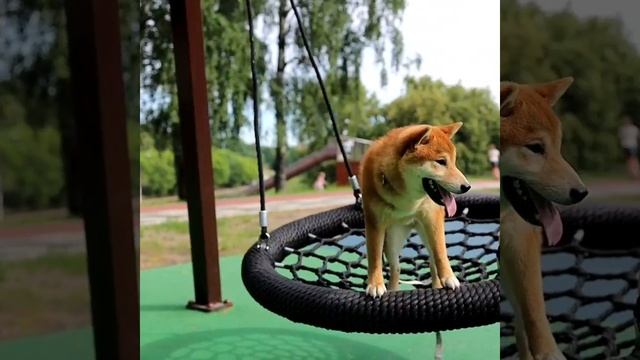 Сиба-ину качается на качелях. Позитивный Юки.