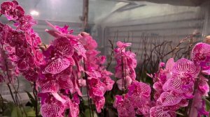 Китайские теплицы с ОРХИДЕЯМИ в Подмосковье! 🔥♥️🌸