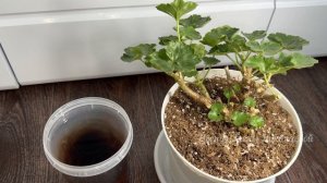 ВОЛШЕБНЫЙ ЭЛИКСИР для ГЕРАНИ и даже пожелтевший куст ?
