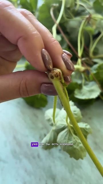 🍓 Как правильно укоренять усы клубники для мощной ра?