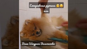 Пуходерка и шпиц