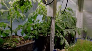 Сажаем томаты на ранний урожай. Кто быстрее? Латыш, Мон