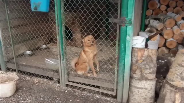 НОВОСТИ С ХОЗЯЙСТВА/ТРИ ПОРОСЁНКА/ смотреть онлайн