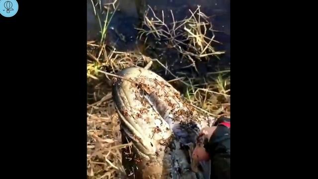 Рыбаки приколы на рыбалке 2021 /Пьяные на рыбалке 2021 /Девушки на рыбалке 2021 смотреть онлайн