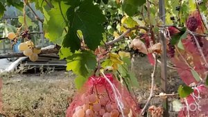 Новые сорта и гф винограда на моём участке, пробуем вк?