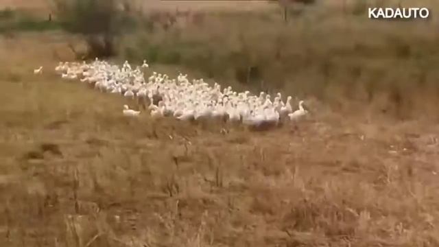 повелитель гусей смотреть онлайн