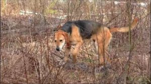 НАГОНКА . РГ Аргон вл.  Шатров В. А.#охотасгончей#собака #животные #топ #hunting