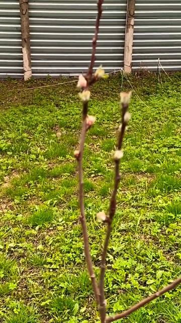 Весна в деревне #shorts #весна #деревня #посадки смотреть онлайн