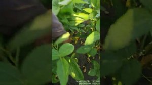 Что можно посеять после подсолнечника под евролайтин?