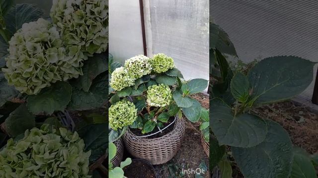 стоит ли выращивать, крупнолистные гортензии в открыт смотреть онлайн