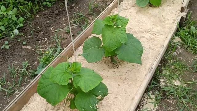 Сушу полезные и ароматные травы на зиму. Записалась в ? смотреть онлайн