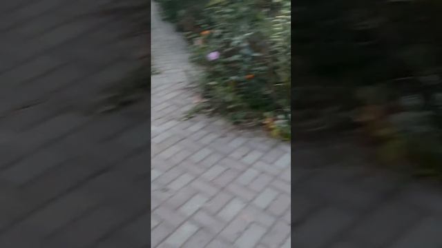 Делаю второй навес с досок, найденных на помойке #стро?