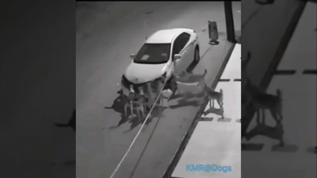 Ночной авторазбор😂 ( видео про собак )