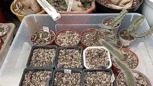 Кактусы адаптируются в теплице. новые детки эхинопсис