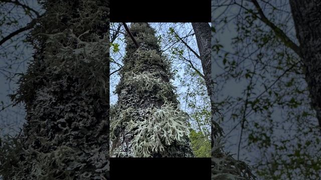 Большая Кокшага на катамаране, 2025.