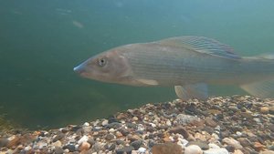 Хариус на сплаве, под водой