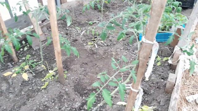 Монастырская теплица весной смотреть онлайн