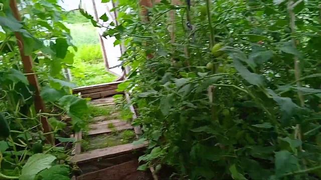 маленький обзорчик, все растет смотреть онлайн