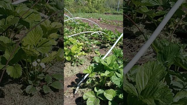 Клубника цветëт. Листовая подкормка удобрением МагБо?