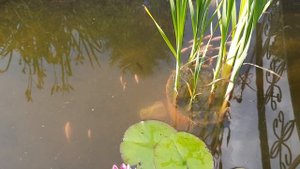 #Рыбки кометы и шубункины у нас в пруду😍 июнь 24 г