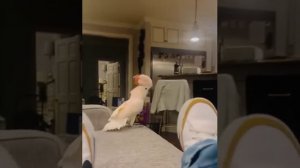@video_smeshnye (3).mp4