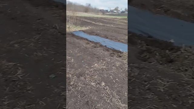 Пересадка смородины. Плодовые полосы. #питомник
