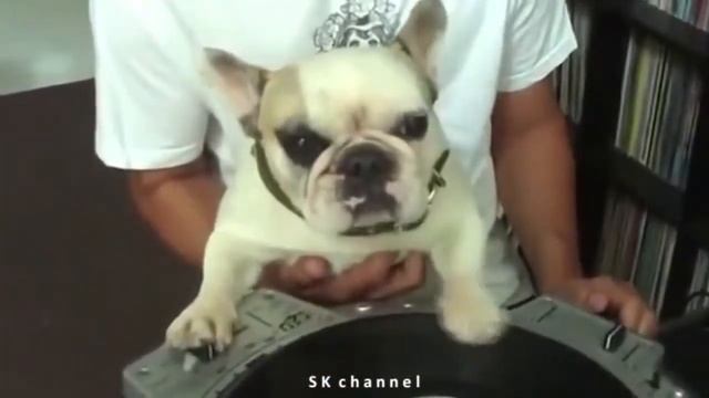 Пингвин, собака и другие животные. Очень смешно! смотреть онлайн