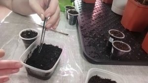 Посев семян эвкалипта "Шаровидный" и "Сильвер доллар" в