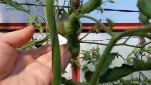 Обзор ВЫСОКОРОСЛЫХ томатов в теплице на начало ИЮЛЯ! 5