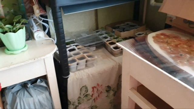 6.04.2024 СЕВЕРНОЕ СИЯНИЕ!🌌Черенкую герань.☘️Моя рассад смотреть онлайн