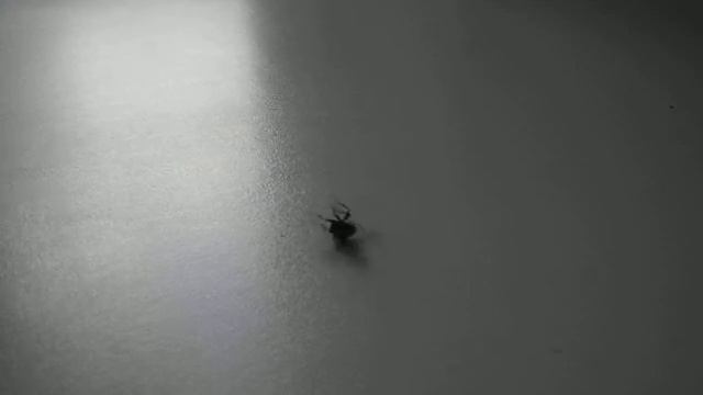 Прикол с мухой смотреть онлайн