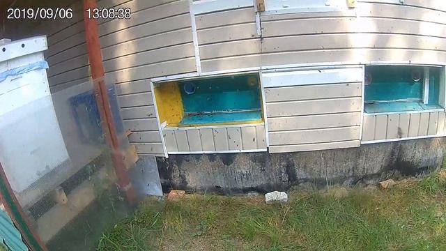 Пчеловодство.Когда закармливать пчёл в зиму рано. смотреть онлайн