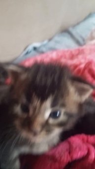 Котята мейн-куны