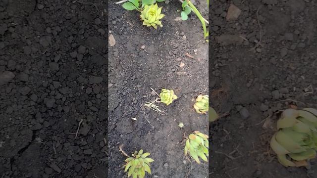 Дельфиниум, петунии смотреть онлайн