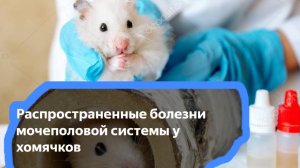 Урок 29.Основные заболевания моче половой системы у хомячков🐹🐹🐹
