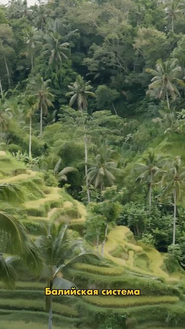 Рисовые террасы Тегалаланг Бали, Убуд смотреть онлайн