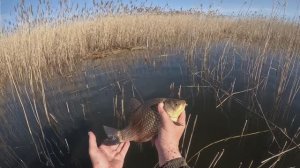 Ловим желтого крупного карася в камыше на кивковую и поплавочную удочку