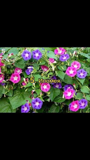 9 лучших быстрорастущих вьющихся цветов для забора, ар