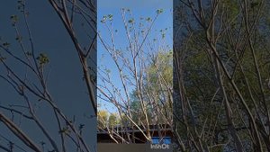 Манчжурский орех. Всё, что нужно знать