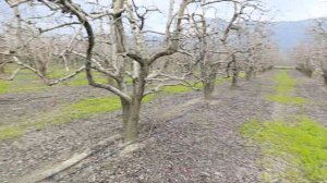 Расстояние между плодовыми деревьями