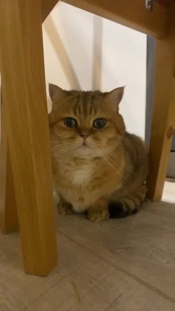 Maмa сшила мне штаны 😂 #cutecat #cat  and Desing Power смотреть онлайн