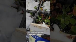 Как сохранить рассаду клубники в теплице зимой ?