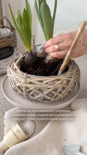 гиацинты. Что посадить в марте . Первоцветы смотреть онлайн