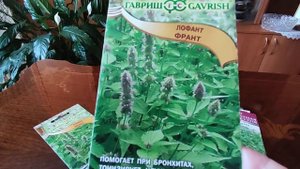 Лечебная ГРЯДКА! 🌱Тибетский Лофант! 🍃Корейская Мята